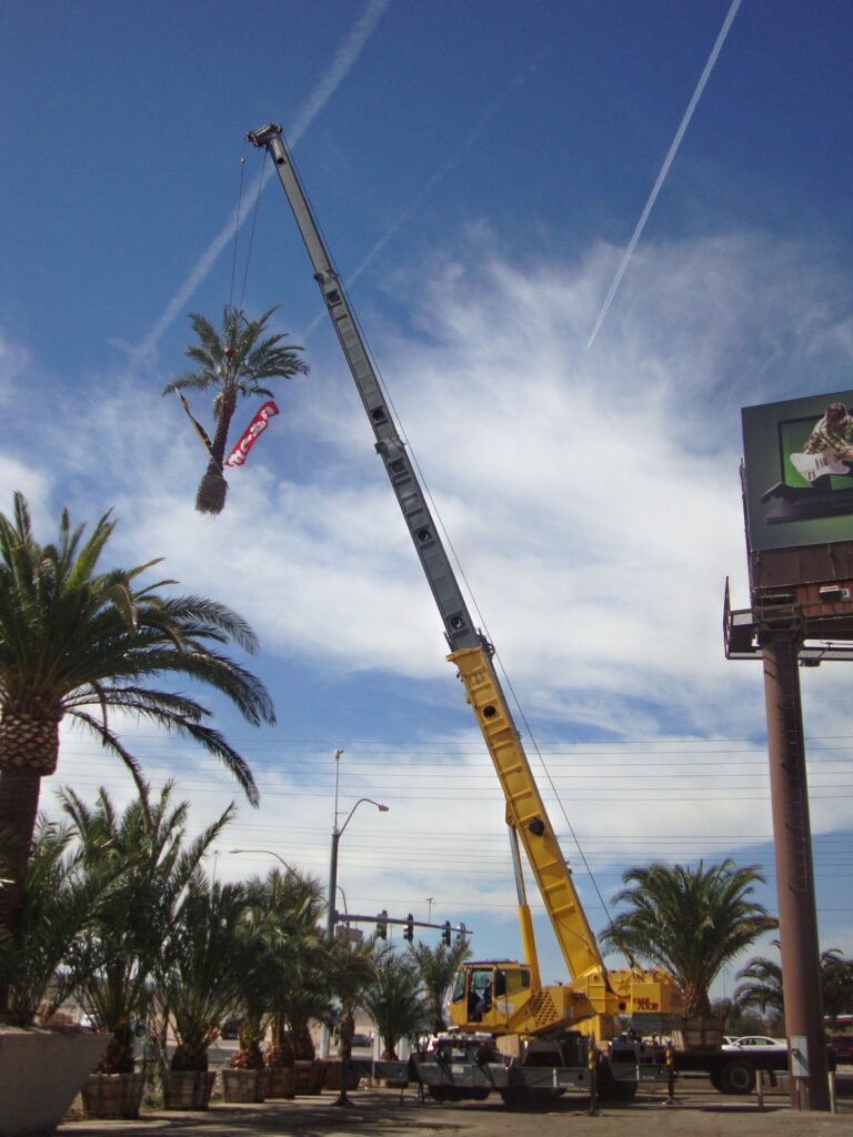A crane lifts a palm tree with a red banner into the sky against a blue backdrop, showcasing a landscaping project near a busy intersection.