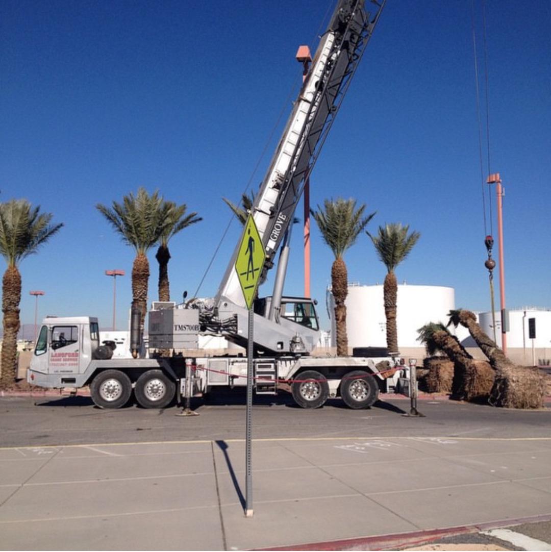 A crane truck from Langford Crane Service, Inc. lifts a palm tree near a pedestrian sign, set against a clear blue sky and palm trees, demonstrating 50-ton crane rental in Las Vegas for landscaping work in progress.